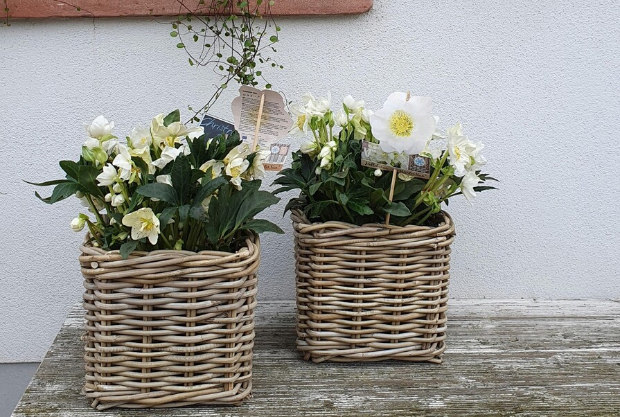 Christrose in Weidenkörben